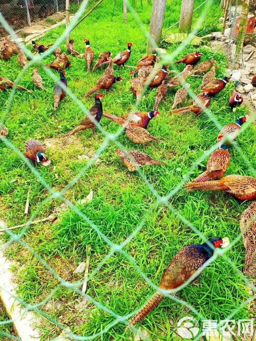 湖南山鸡养殖技术大全-图3