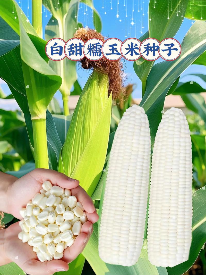 糯玉米新品种怎么种才高产？-图2