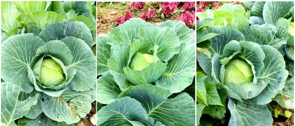 卷心菜无公害栽培技术要点有哪些？-图3