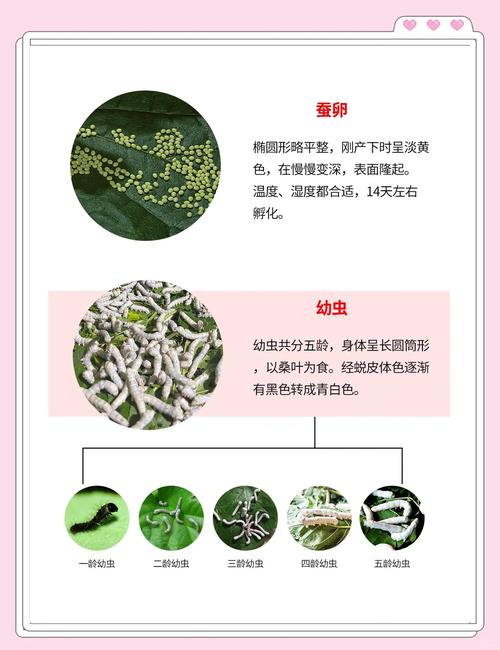 家蚕的饲养技术与管理-图2