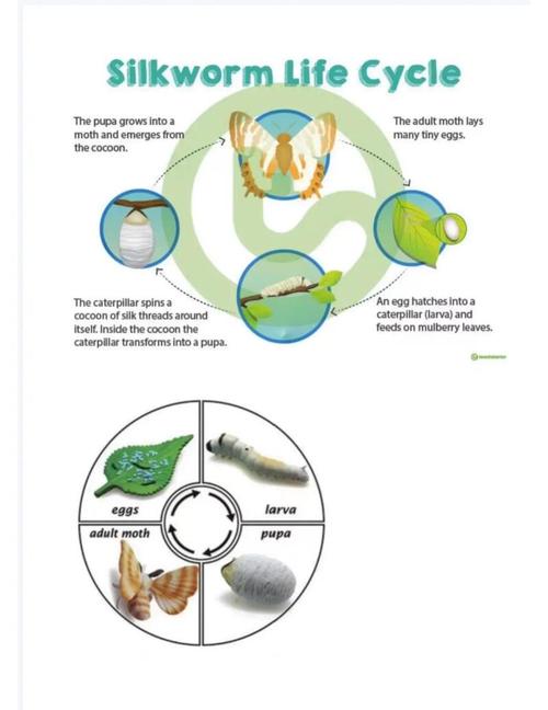 家蚕的饲养技术与管理-图3