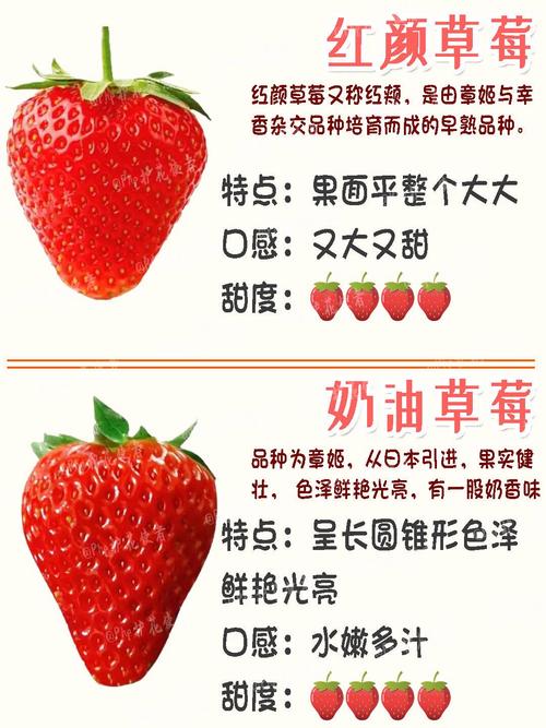 草莓一年结几次果品种-图2 草莓一年结几次果品种-图2