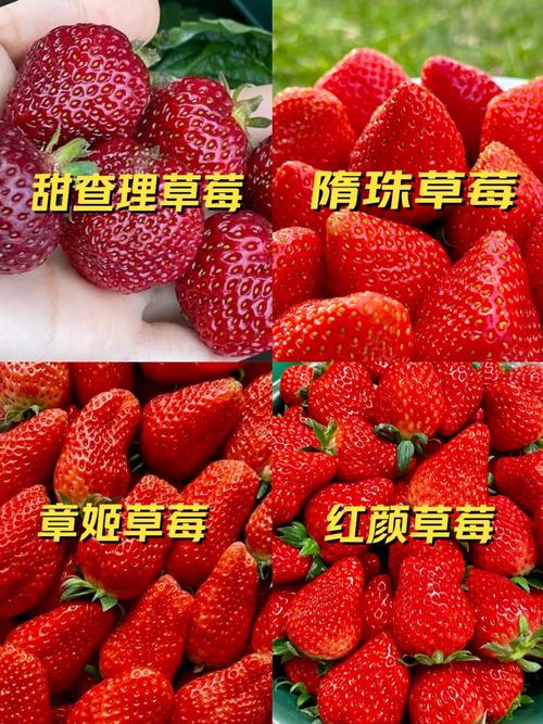 草莓一年结几次果品种-图1 草莓一年结几次果品种-图1