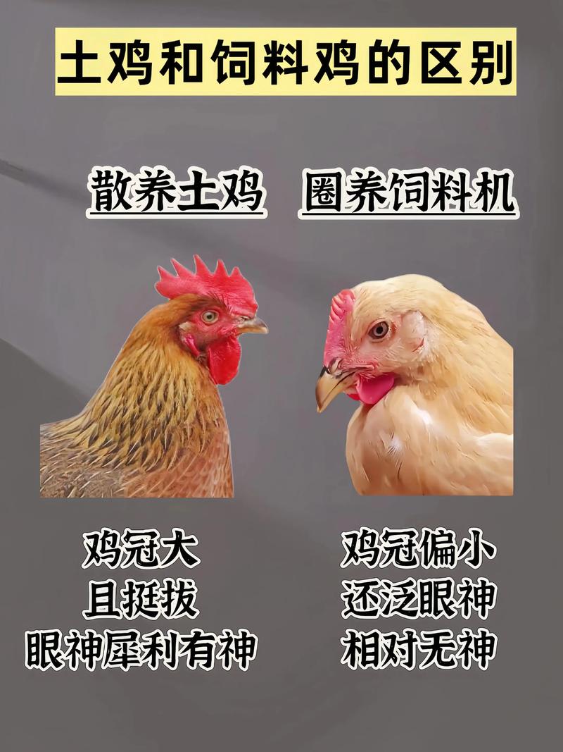 养鸡的正确技术和方法-图3