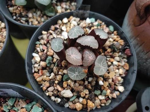 万象多肉品种哪个最好?-图3 万象多肉品种哪个最好?-图3