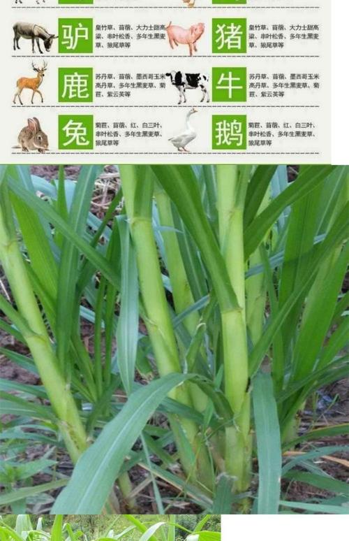 养鹅用黑麦草哪个品种-图3