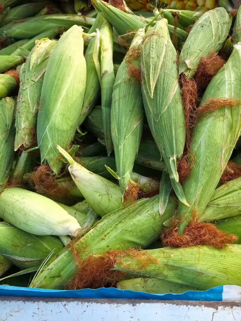 粘玉米生长期短品种有哪些?-图1 粘玉米生长期短品种有哪些?-图1