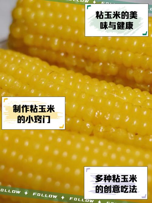 粘玉米生长期短品种有哪些?-图3 粘玉米生长期短品种有哪些?-图3