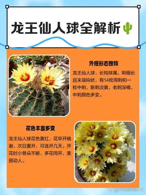 哪种仙人球品种花期最长?-图2 哪种仙人球品种花期最长?-图2