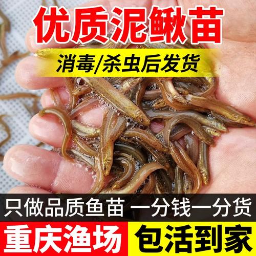 http 台湾鳅苗价格-图3