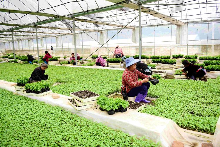 辣椒栽培技术视频，如何高效种植？-图3