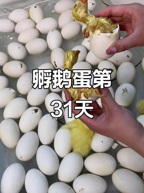 人工孵化鹅蛋技术大全-图3 人工孵化鹅蛋技术大全-图3