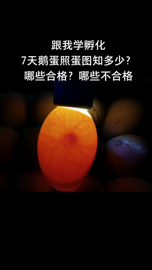 人工孵化鹅蛋技术大全-图2 人工孵化鹅蛋技术大全-图2