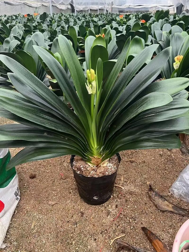 哪种君子兰品种长得最大？-图1