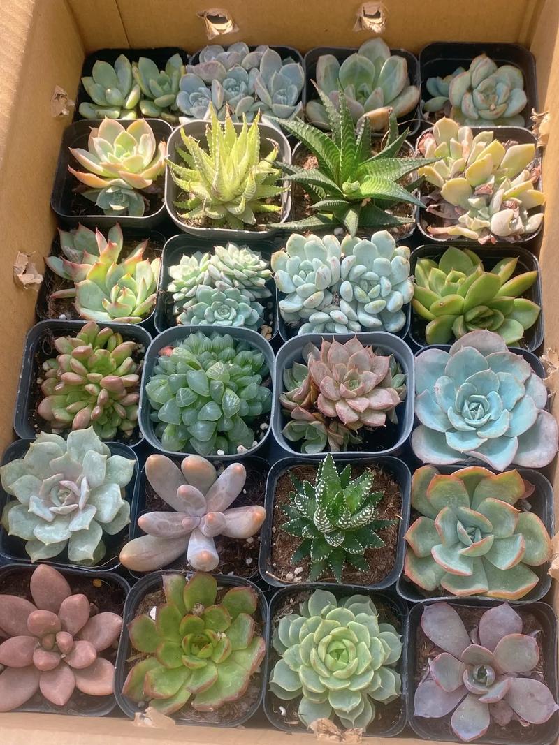 名贵肉肉品种批发市场在哪买？-图3