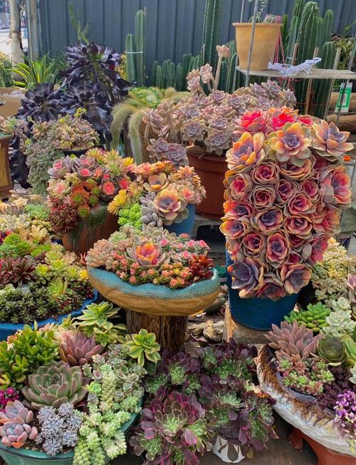 名贵肉肉品种批发市场在哪买?-图1 名贵肉肉品种批发市场在哪买?-图1