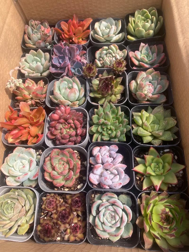 名贵肉肉品种批发市场在哪买？-图2