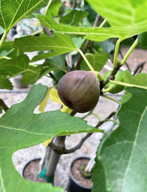 无花果树不怕冻的品种-图1 无花果树不怕冻的品种-图1