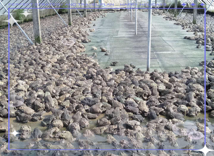 泰国虎纹蛙养殖技术关键点有哪些？-图3