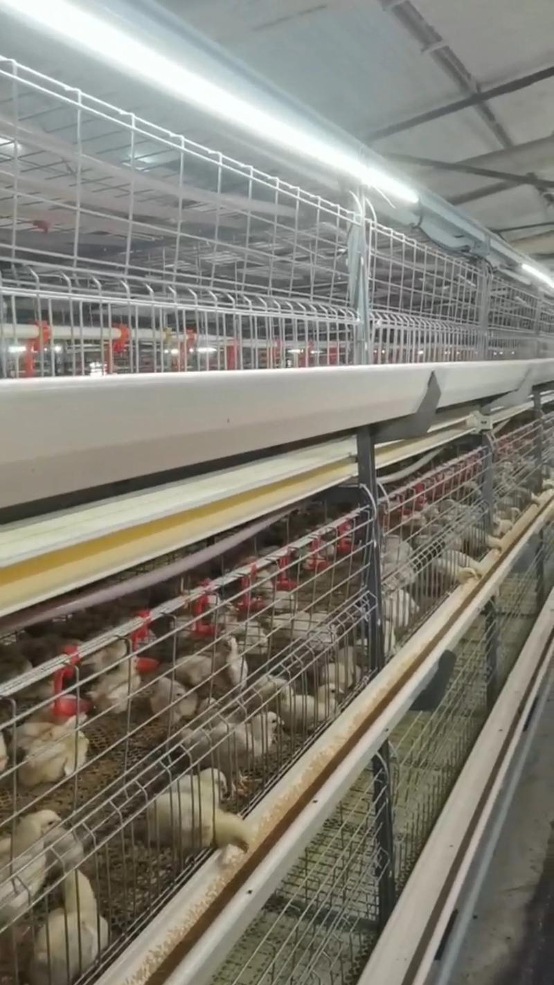 肉鸡高效饲养的关键技术有哪些？-图3