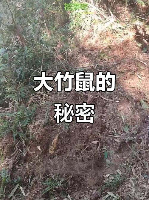 中华竹鼠有多少个品种-图3