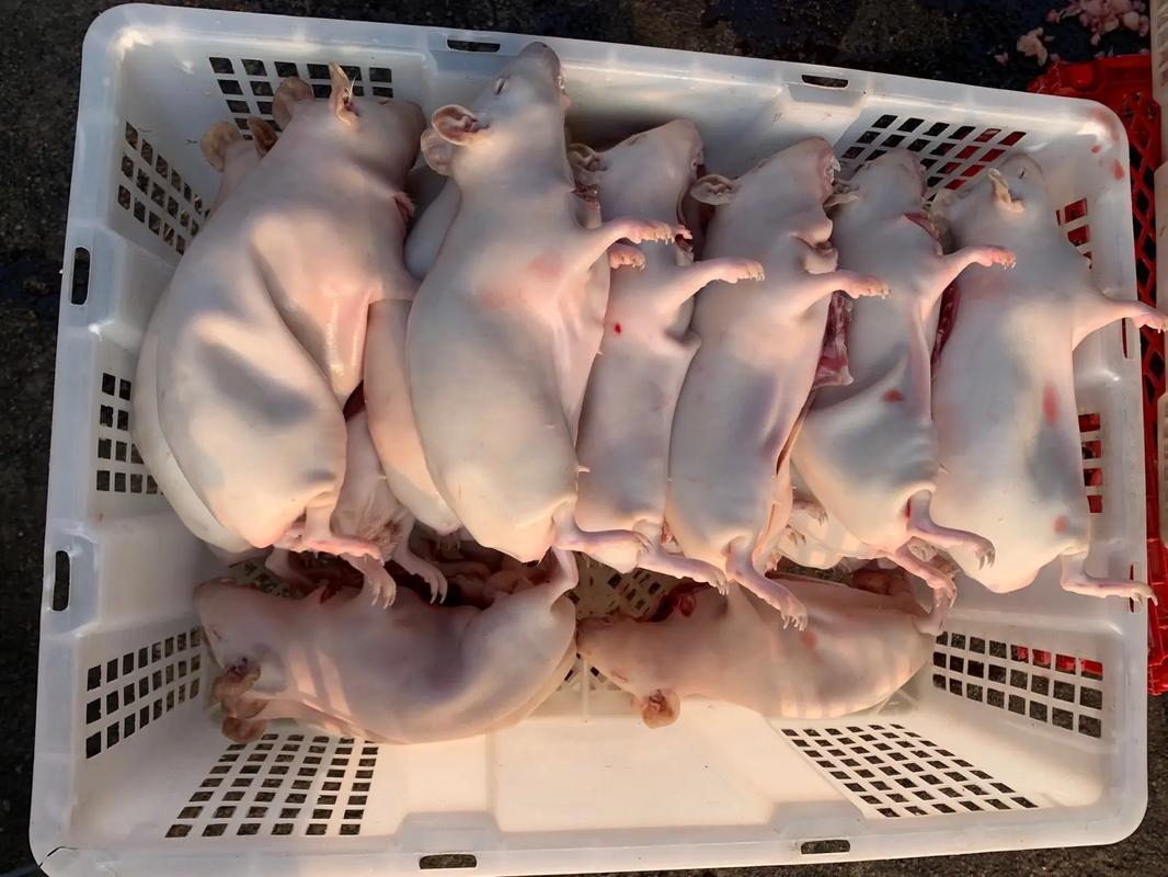 中华竹鼠有多少个品种-图1 中华竹鼠有多少个品种-图1