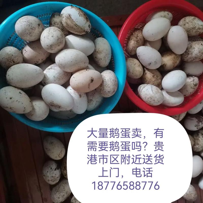 2025山东鹅蛋价格会涨还是跌？-图2