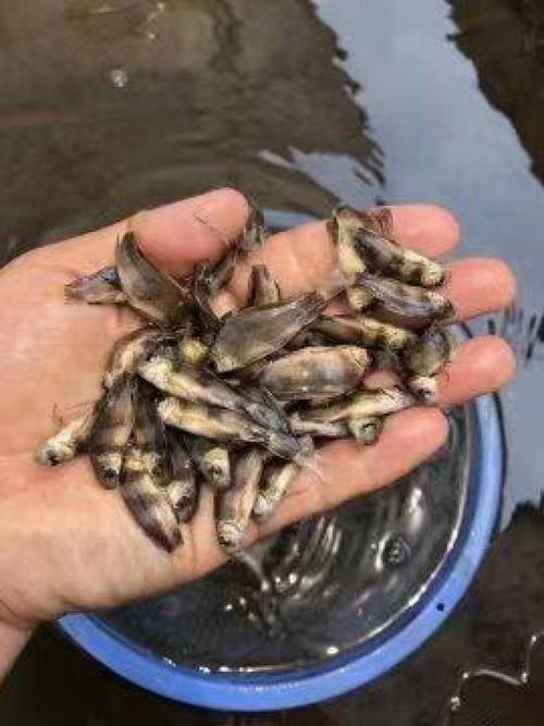 云南胭脂鱼苗养殖技术要点有哪些?-图3 云南胭脂鱼苗养殖技术要点有哪些?-图3