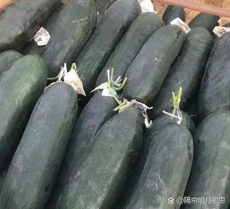 北瓜种植技术与管理有哪些关键要点？-图2