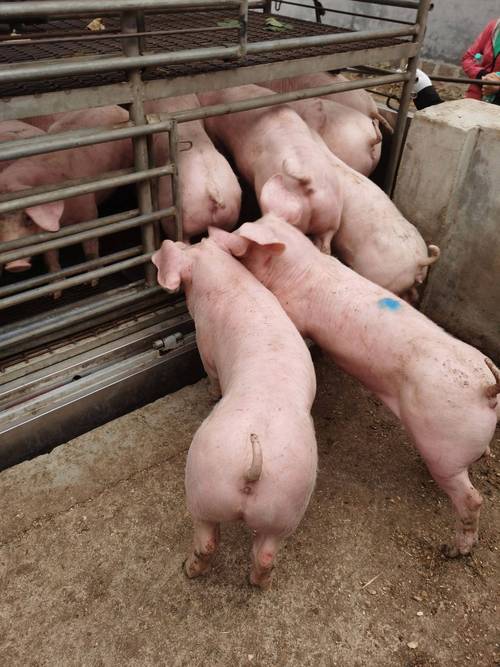 四川适合养什么猪品种?-图1 四川适合养什么猪品种?-图1