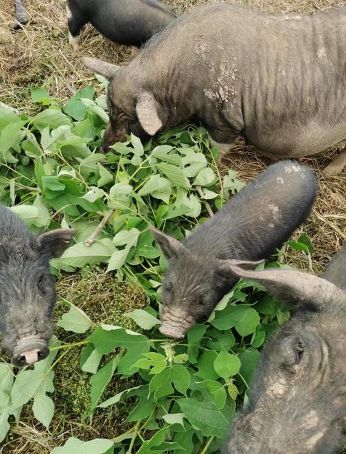 四川适合养什么猪品种?-图3 四川适合养什么猪品种?-图3