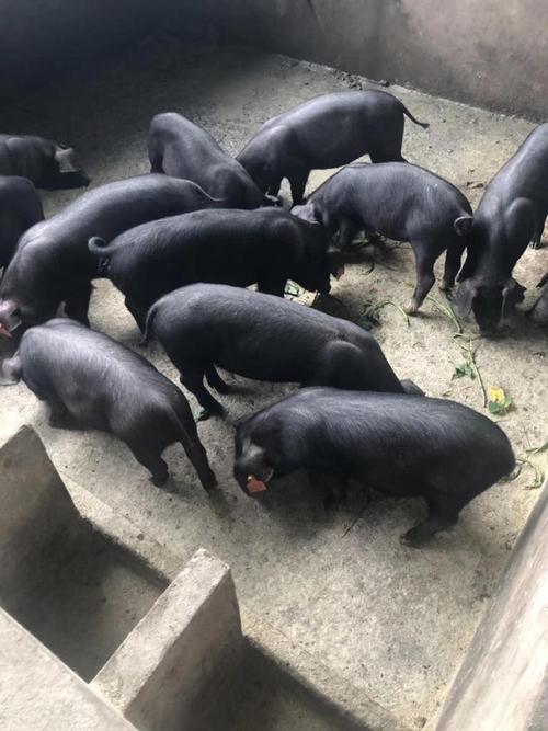 四川适合养什么猪品种?-图2 四川适合养什么猪品种?-图2