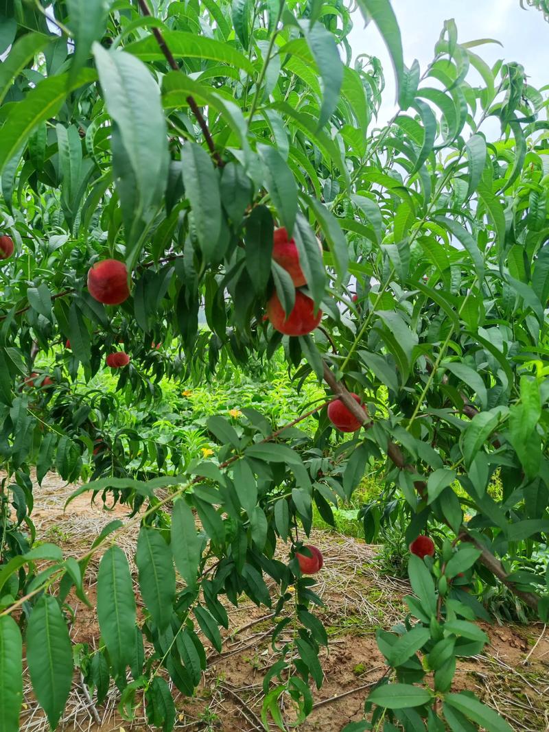 农业科技种植技术桃树-图1 农业科技种植技术桃树-图1