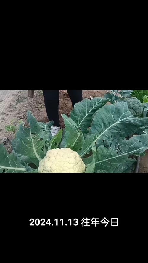 冬季菜花种植技术图片有哪些要点?-图3 冬季菜花种植技术图片有哪些要点?-图3