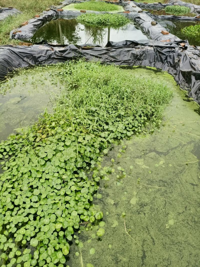 葡萄架下黄鳝养殖技术-图1 葡萄架下黄鳝养殖技术-图1