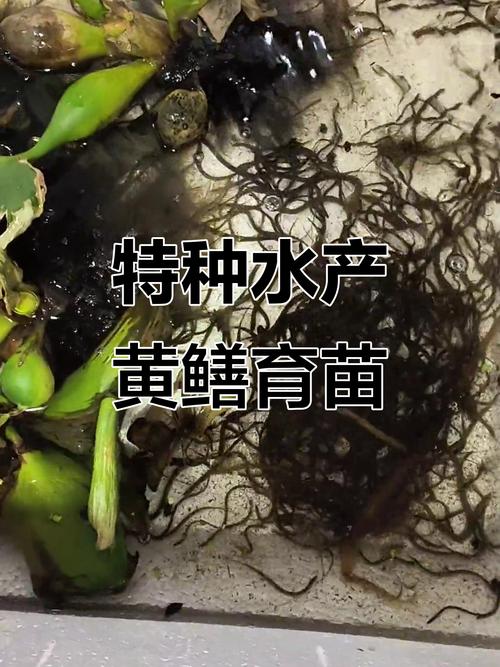 葡萄架下黄鳝养殖技术-图3 葡萄架下黄鳝养殖技术-图3