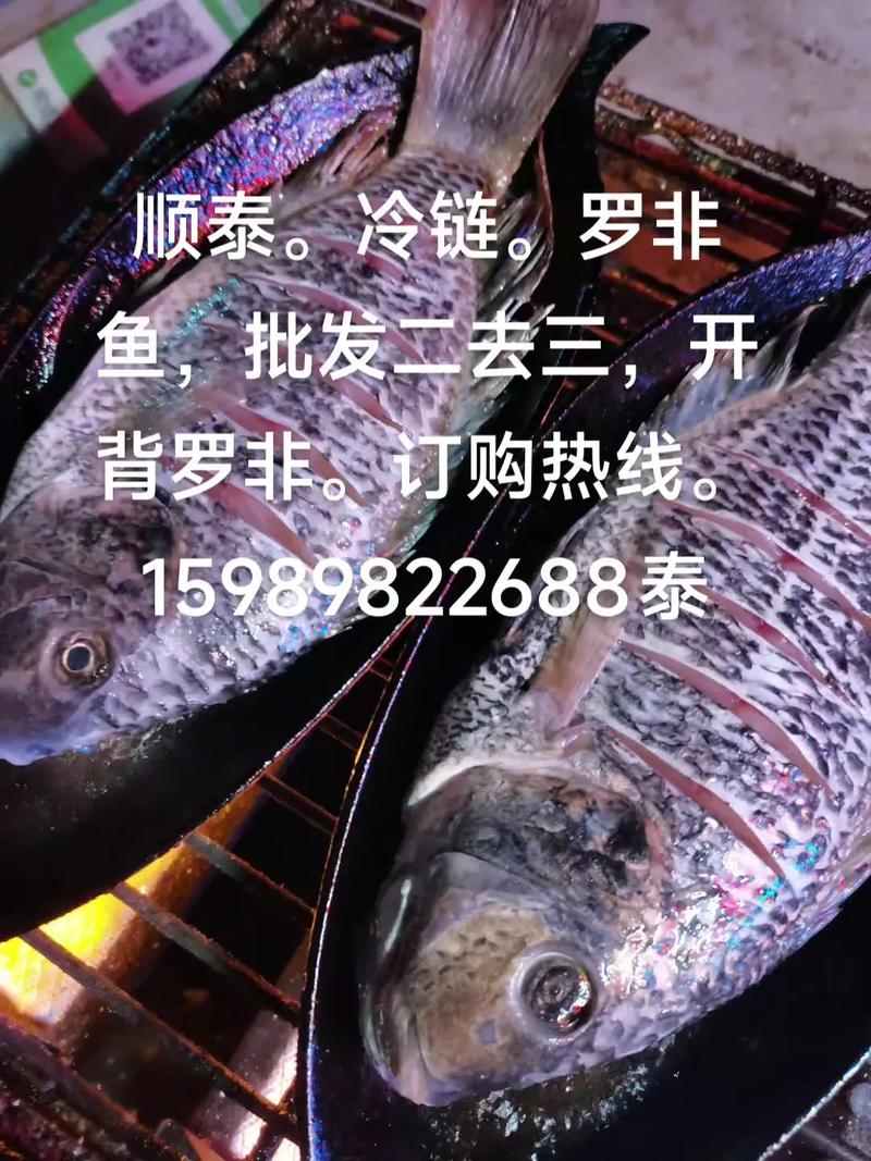 2025广东罗非鱼价格-图1 2025广东罗非鱼价格-图1