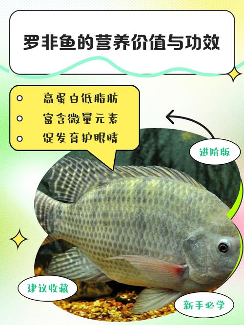 2025广东罗非鱼价格-图3