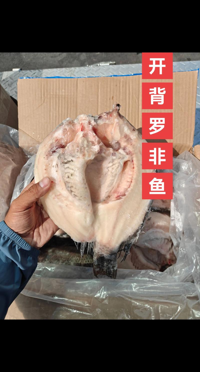 2025广东罗非鱼价格-图2