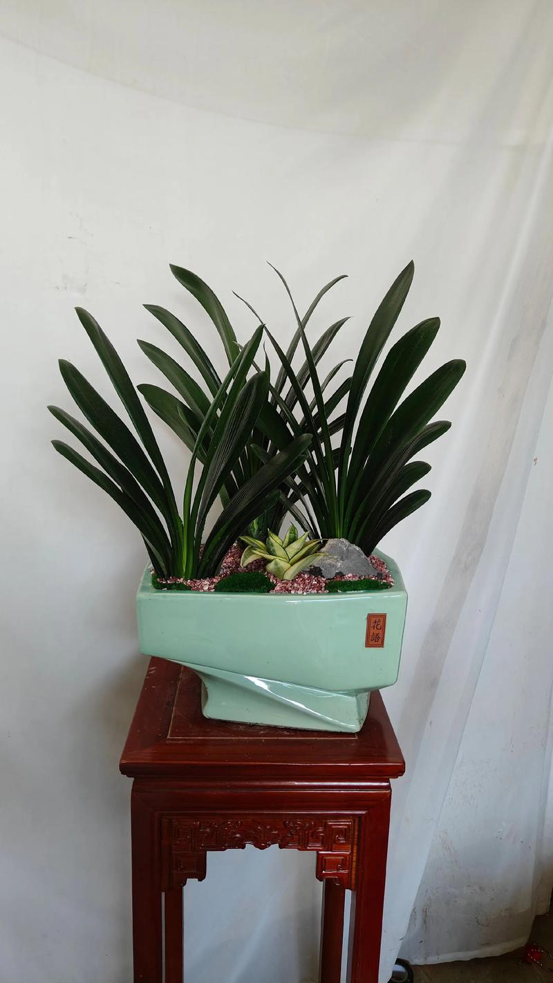 君子兰的盆有哪些品种-图1 君子兰的盆有哪些品种-图1