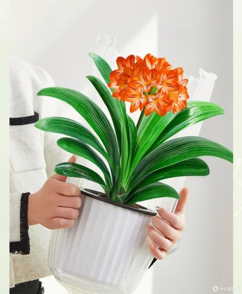 君子兰的盆有哪些品种-图3 君子兰的盆有哪些品种-图3