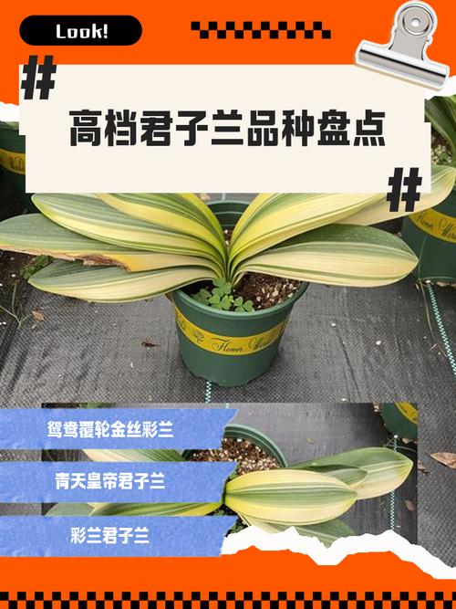 君子兰好的品种及名字-图2