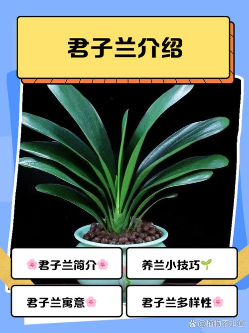 君子兰好的品种及名字-图1 君子兰好的品种及名字-图1