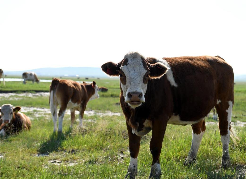 内蒙古牛的品种有哪些?-图3 内蒙古牛的品种有哪些?-图3