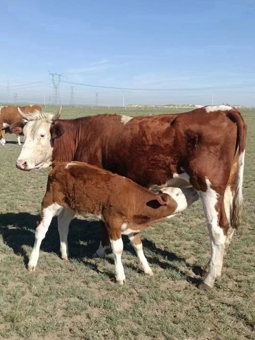 内蒙古牛的品种有哪些?-图1 内蒙古牛的品种有哪些?-图1