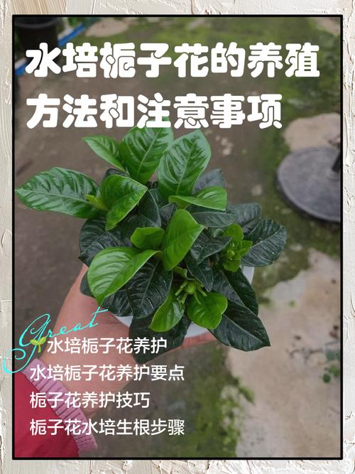 栀子花怎么培育新品种-图3