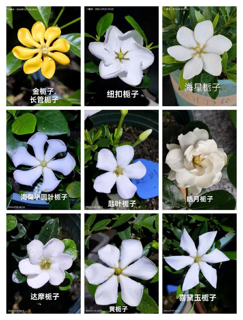 栀子花怎么培育新品种-图2