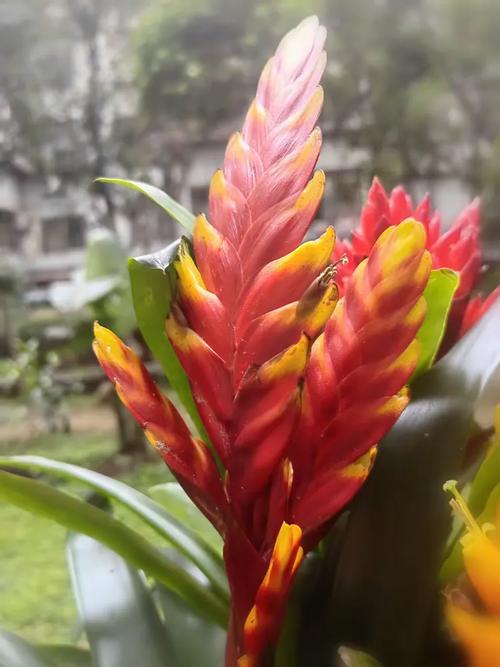 丽穗凤梨图片养殖技术-图3