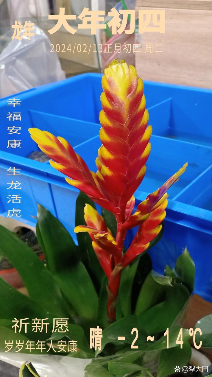 丽穗凤梨图片养殖技术-图1