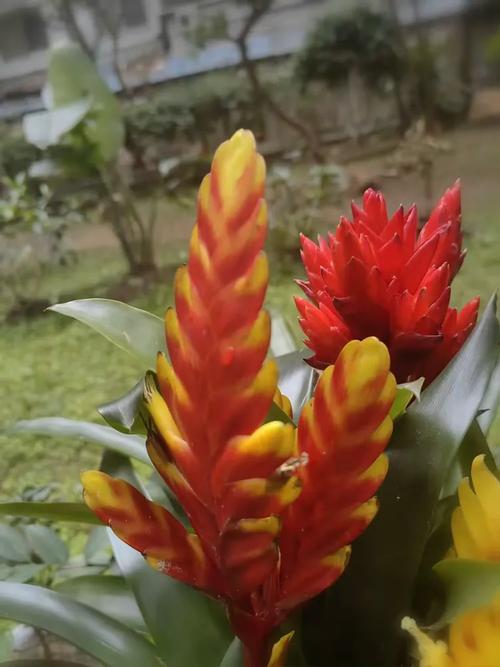 丽穗凤梨图片养殖技术-图2